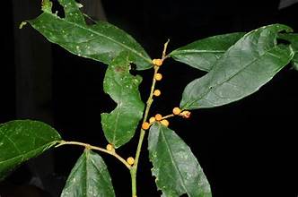 Ficus obscura